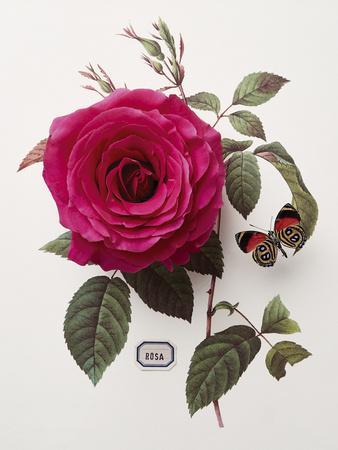 Floral Decoupage , Rosa Art Print by Camille Soulayrol